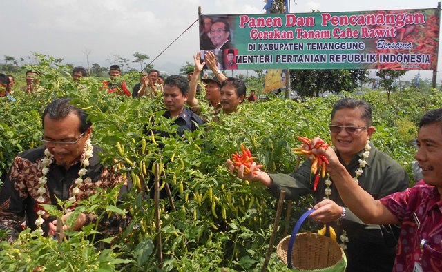 Mentan Canangkan Gerakan Tanam Cabai di Temanggung